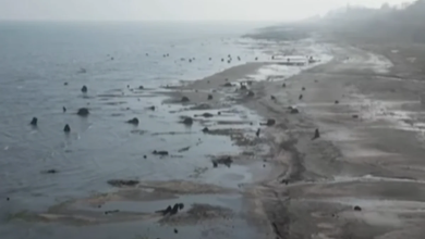 nhig78ynofavqcailwqewvejxjwnpsmvlm7deuay 1200